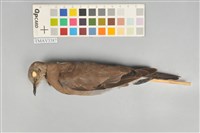 藏品(紅鳩)的圖片